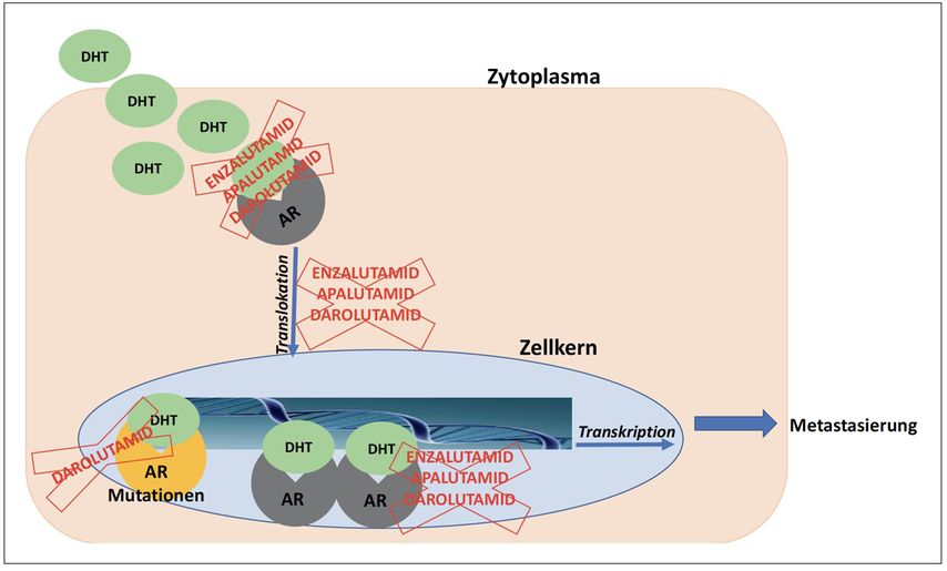 Behandlung des nichtmetastasierten kastrationsresistenten Prostatakarz